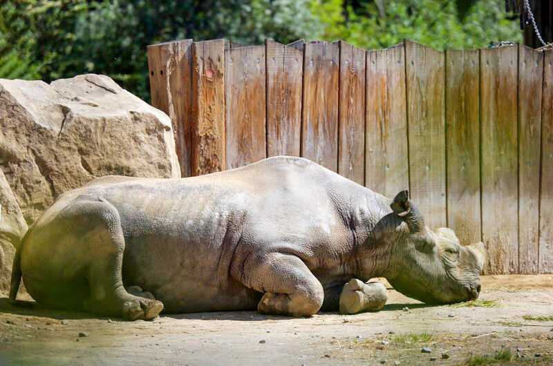 Zoo Krefeld
Spitzmaulnashorn
Elise Schumann
Schlüsselwörter: Zoo Krefeld