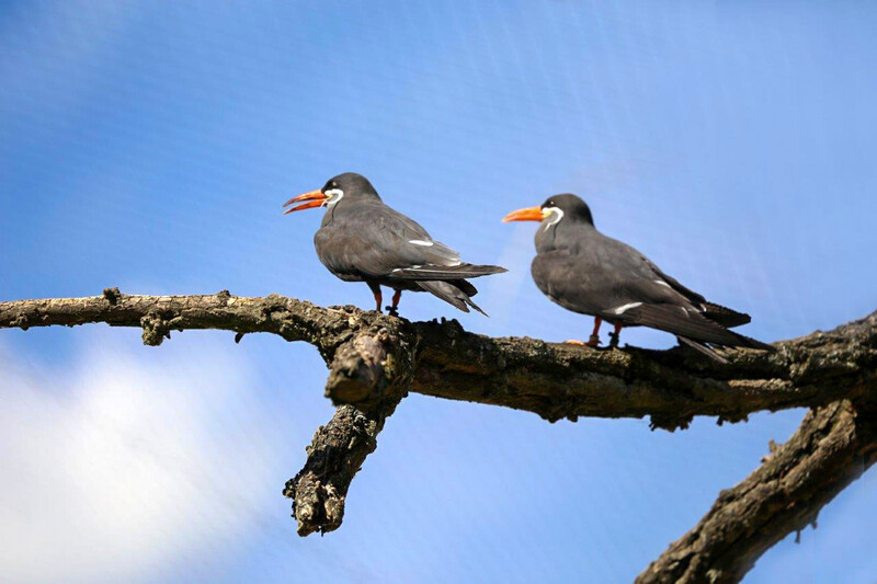 Zoo Krefeld
Inkaseeschwalben
Elise Schumann
Schlüsselwörter: Zoo Krefeld