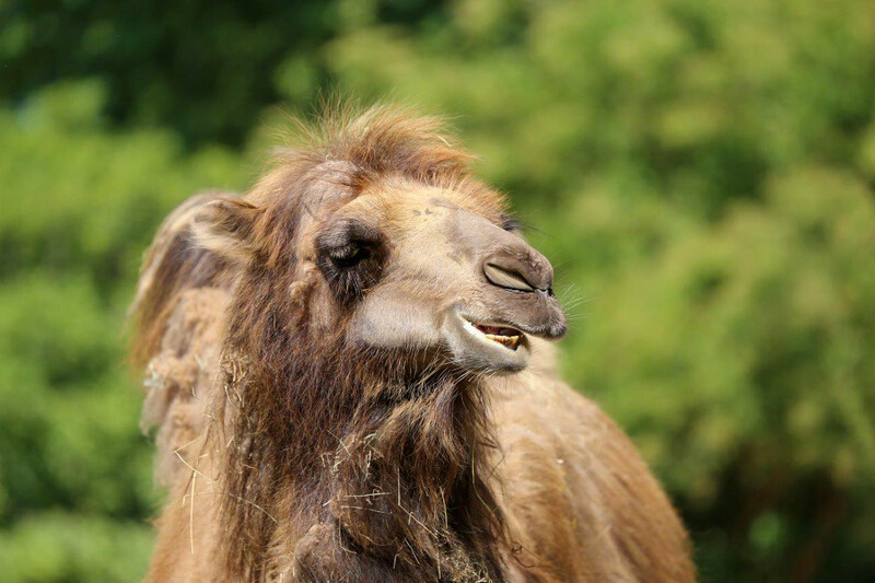 Zoo Krefeld
Trampeltier (Camelus ferus) 
Elise Schumann
Schlüsselwörter: Zoo Krefeld