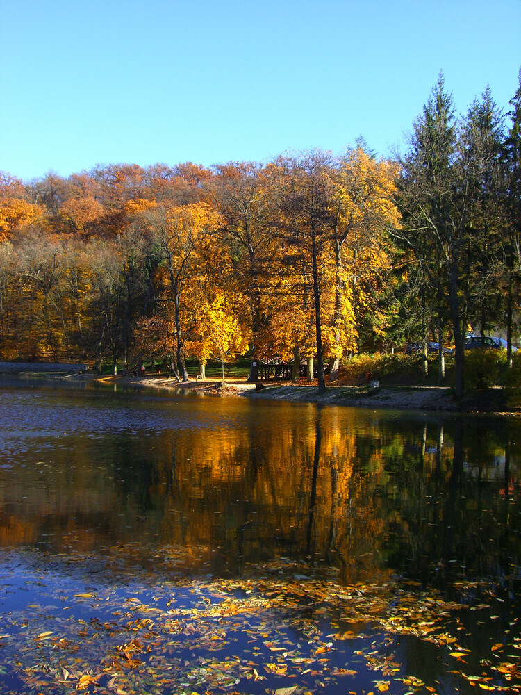 Spiegelung des Herbstwaldes
Elise
