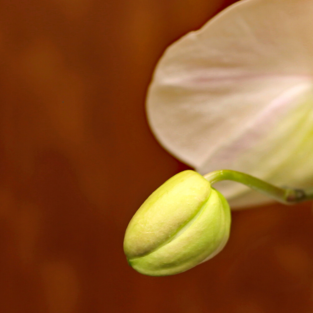 Minimalistisch
Elise
Schlüsselwörter: Orchidee; gelb
