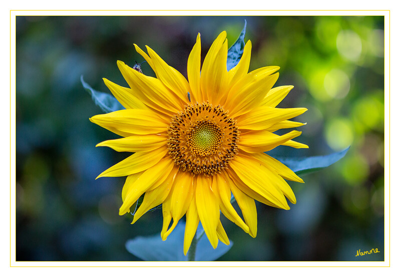 Kleine Sonnenblume
Im Garten und auf dem Acker werden Sonnenblumen zwei bis drei Meter hoch, wobei es inzwischen hunderte Sorten gibt, von zwergwüchsigen, bei denen der riesige Blütenstand fast die Erde berührt, bis hin zu wahren Riesen. Manche Gartenbesitzer ziehen mit der richtigen Sorte, viel Dünger und einem Stützgerüst sogar über sieben Meter hohe Exemplare. laut Nabu
Schlüsselwörter: Sonnenblume