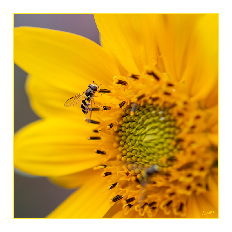 Schwebfliege
Die Schwebfliegen, auch Stehfliegen oder Schwirrfliegen genannt, sind eine Familie der Insektenordnung Zweiflügler. Innerhalb dieser werden sie den Fliegen zugeordnet. Weltweit sind etwa 6000 Arten beschrieben, davon 1800 für die Paläarktis. laut Wikipedia
Schlüsselwörter: Sonnenblume; Schwebfliege