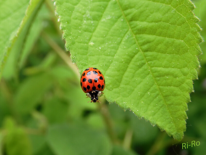 Glücksbringer
der Marienkäfer ernährt sich von kleinen Insekten, z.B. von Blatt- u. Schildläusen. Daher ist er im Garten sehr willkommen. Im Winter halten sie in großen Gruppen Winterschlaf, um die Kälte zu überstehen. (lt. gardigo-kids)
