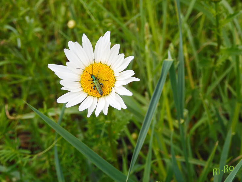 5 - Scheinbockkäfer (Männchen) 
findet man in der Regel von April bis Juli meist sehr häufig auf Blüten aller Art vor. Dort fressen sie Pollen oder lecken Nektar. Größe etwa 8-13mm. (lt. naturspaziergang.de 
2020
Schlüsselwörter: Steinbockkäfer