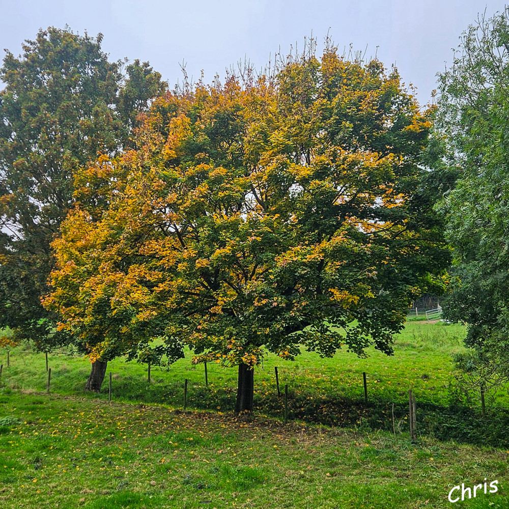 Herbstfärbung ll
Schlüsselwörter: 2025