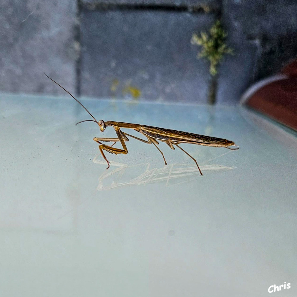 Gottesanbeterin
Eine braune Gottesanbeterin ist keine eigene Art, sondern eine Farbvariante der Europäischen Gottesanbeterin (Mantis religiosa). Die Tiere passen ihre Farbe von zartgrün über braun bis hin zu fast schwarz nach den Häutungen an ihre trockene oder vergilbte Umgebung an. Sie werden bis zu 8 cm groß und sind streng geschützt. lt Wikipedia
Schlüsselwörter: 2026