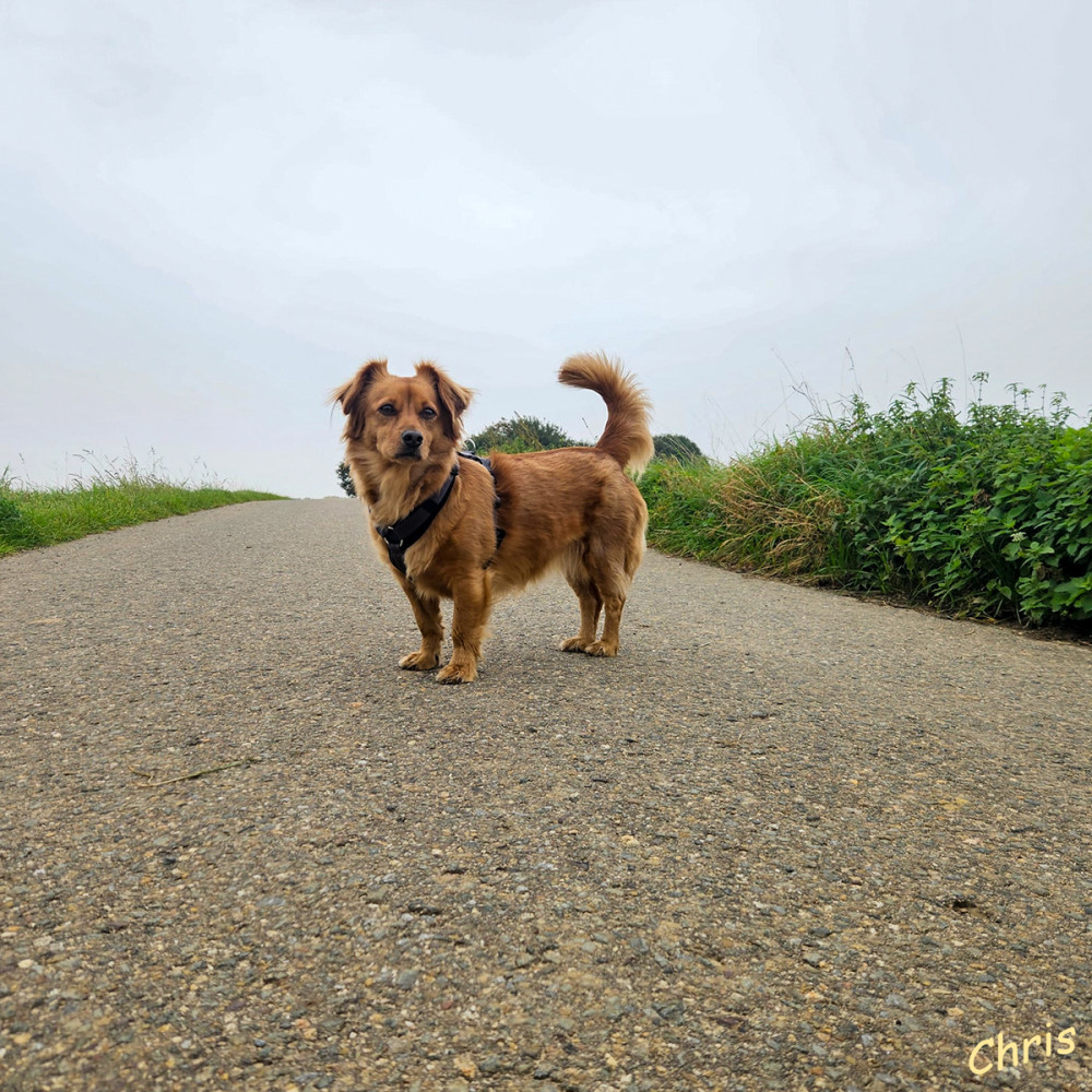 Wo bleibst du denn...
Hund wartet auf Herrchen
Schlüsselwörter: 2025