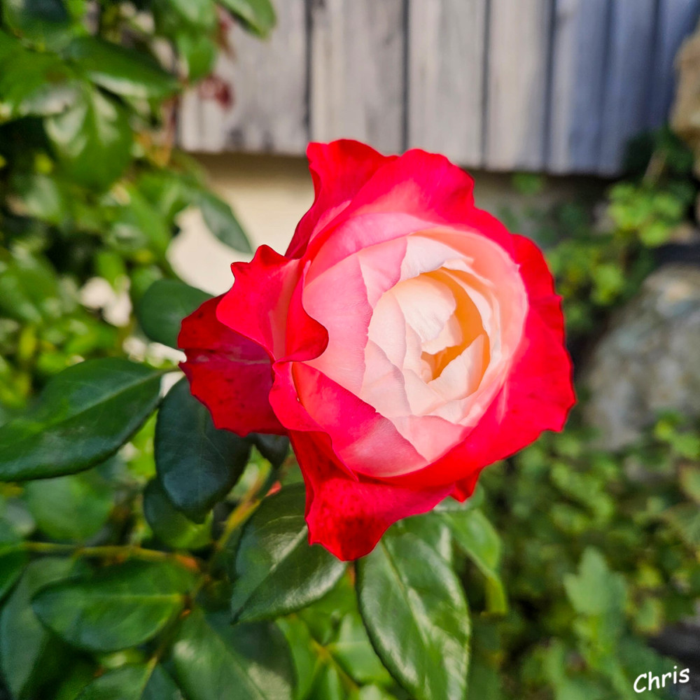 Eine wunderschöne Rose
Schlüsselwörter: 2026