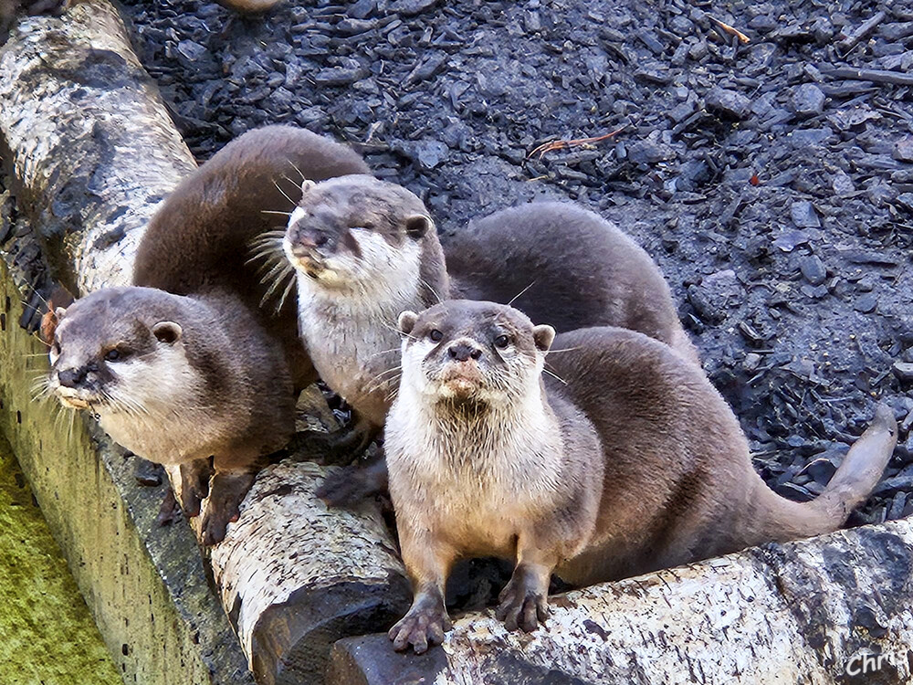 Zwergotter
Tiergarten Odenkirchen
Schlüsselwörter: 2024