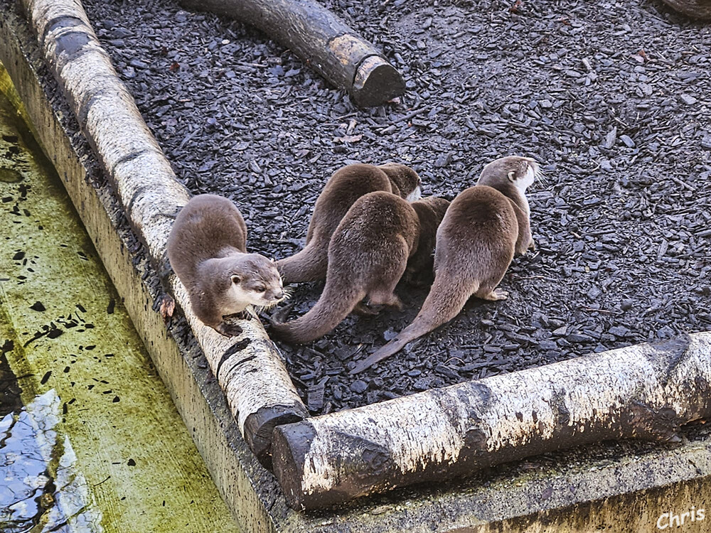 Zwergotter
Tiergarten Odenkirchen
