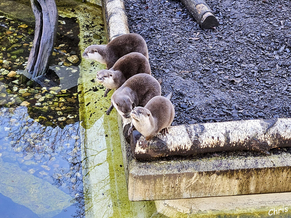 Zwergotter
Tiergarten Odenkirchen
Schlüsselwörter: 2024