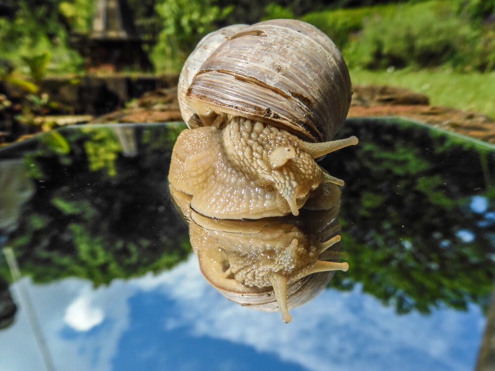 4.W Motive von Q - Z  "Schnecke mit Spiegelung"
Roland
Schlüsselwörter: 2024