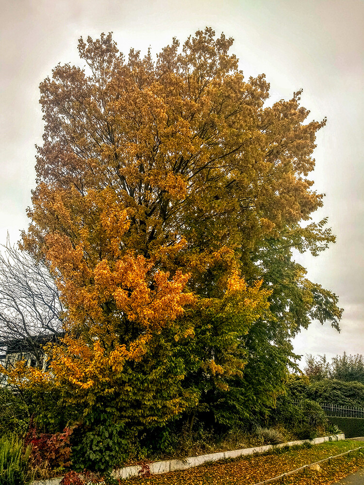 Herbstliches "Gelb"
Manni
Schlüsselwörter: 2021