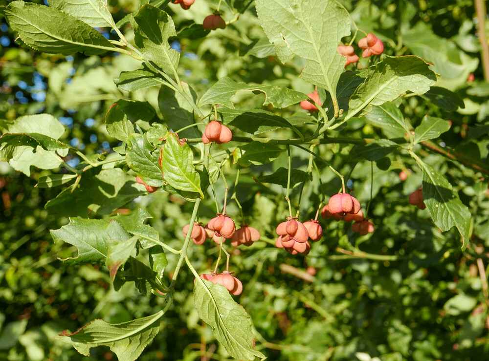 Herbstlich "Pfaffenhütchen (Spindelstrauch)"
Norbert
Schlüsselwörter: 2021