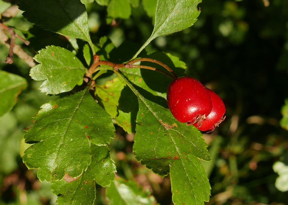 Herbstlich "Weißdornfrüchte"
Norbert
Schlüsselwörter: 2021