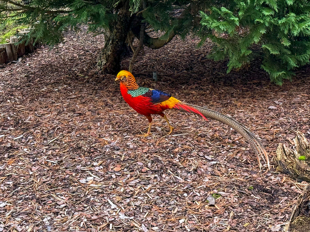 Tiergarten Kleve - Goldfasan
Jo
Schlüsselwörter: 2025