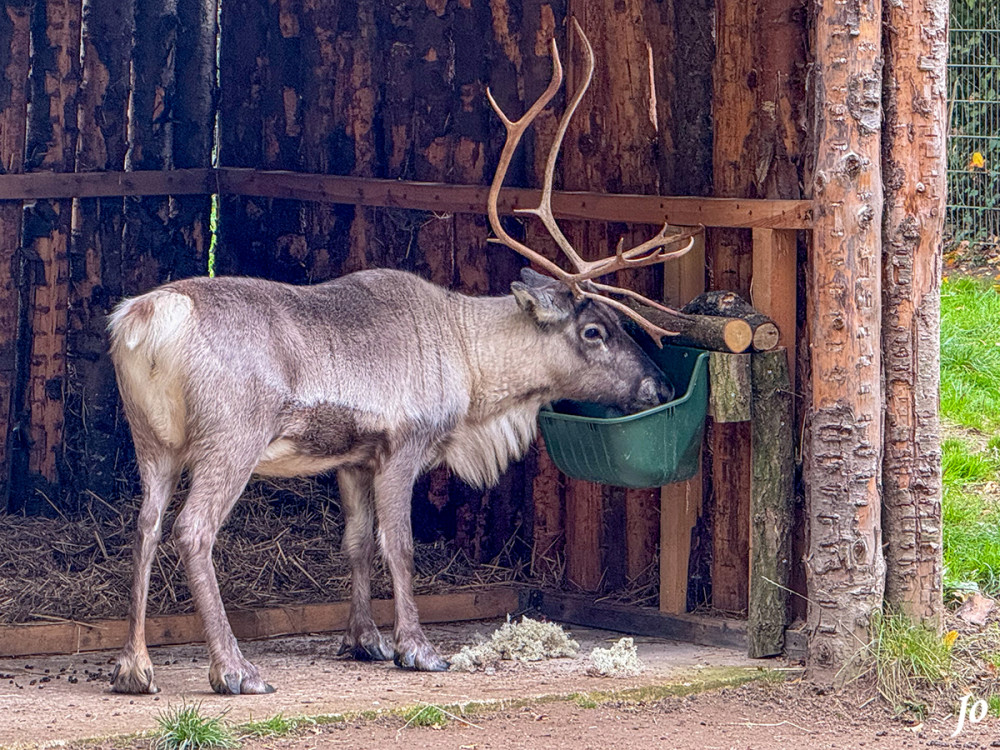 Rentier
(Rangifer tarandus f. domestica) kann durch seinen guten Geruchssinn Nahrung sogar unter einer Schneedecke aufspüren und das Essen dann mit seinen scharfkantigen Hufen freilegen. Das Fell des Rentiers besteht aus einer dicken, wasserabweisenden Außenschicht und einer dichten, vor Kälte schützenden Innenschicht. Im Winter wird das Fell heller. Auf der Suche nach Nahrung kann das Rentier eine sehr lange Strecke von bis zu 3.000 km jährlich zurücklegen und bis zu 80 km/h schnell laufen. lt.tiergarten-kleve
Schlüsselwörter: 2025