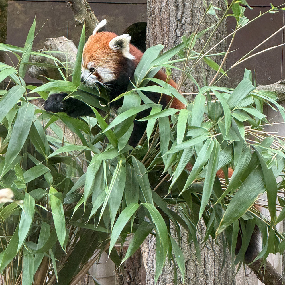 Tiergarten Kleve - Roter Panda
Jo
Schlüsselwörter: 2025