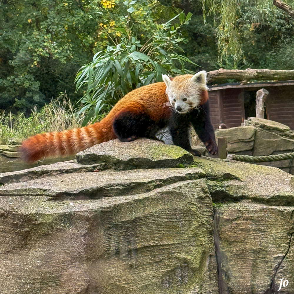 Roter Panda
Ordnung:	Raubtiere
Ursprung:	östlicher Himalaya
Nahrung:	hauptsächlich Bambus; Vögel, Kleinsäuger, Eidechsen, Insekten
Größe:	50-60 cm (+30-45 cm Schwanz)
Gewicht:	3-5 kg
Lebenserwartung:	13-15 Jahre
Tragzeit:	112 - 158 Tage
Gefährdung:	stark gefährdet lt. tiergarten-kleve

Schlüsselwörter: 2025