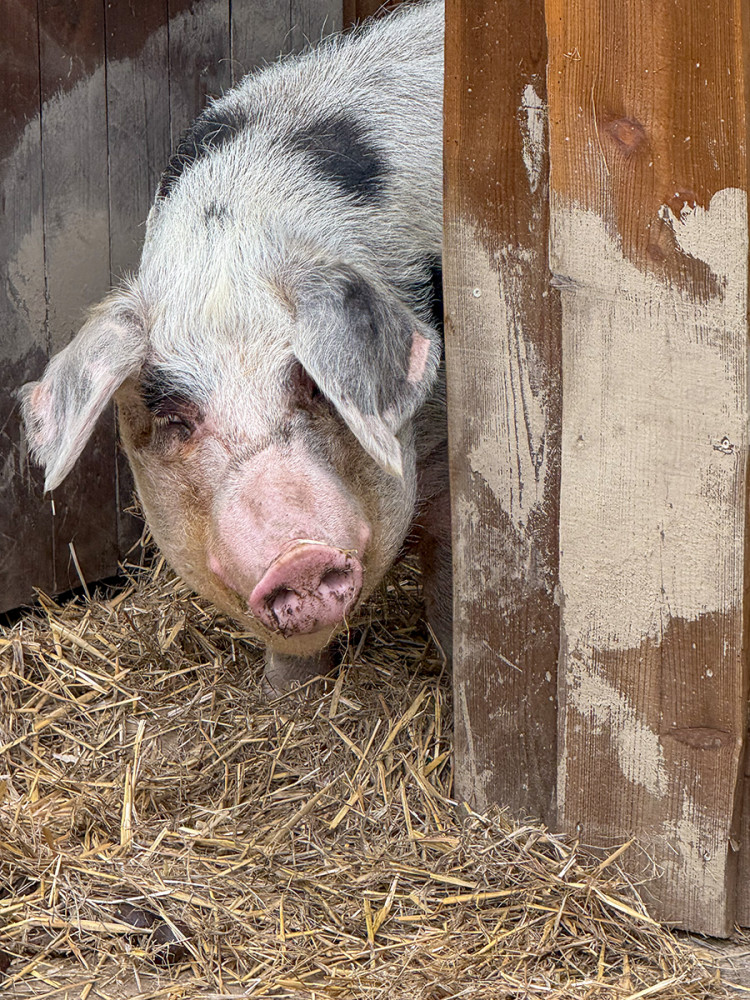 Tiergarten Kleve - Buntes Bentheimer Schwein
Jo
Schlüsselwörter: 2025