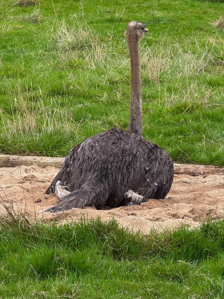 Tiergarten Kleve - Afrikanischer Blauhalsstrauß
Jo
Schlüsselwörter: 2025