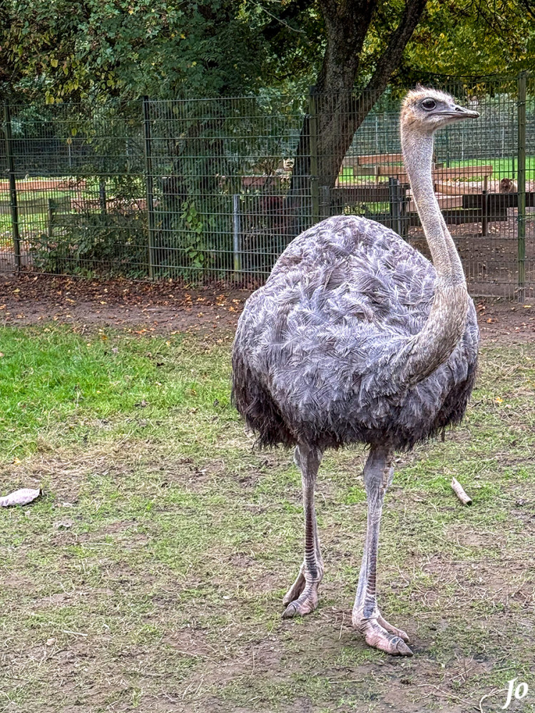Südafrikanische Blauhalsstrauß
(Struthio camelus) ist eine Vogelart aus der Familie der Strauße. Wie der Name schon sagt, stammt dieser aus Südafrika. Hier leben sie in offenen Landschaften ,Wüsten, Halbwüsten und Steppen. Ihre Nahrung ist überwiegend vegetarisch und besteht aus Körnern und Gräsern. Selten fressen sie auch Insekten oder kleinere Säugetiere. Kleine Steine werden ebenfalls mit gefressen, um die Nahrung im Magen zu verkleinern. lt. tiergarten-kleve
Schlüsselwörter: 2025
