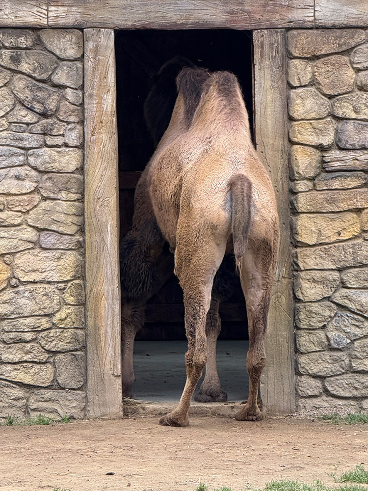 Tiergarten Kleve - Trampeltier
Jo
Schlüsselwörter: 2025