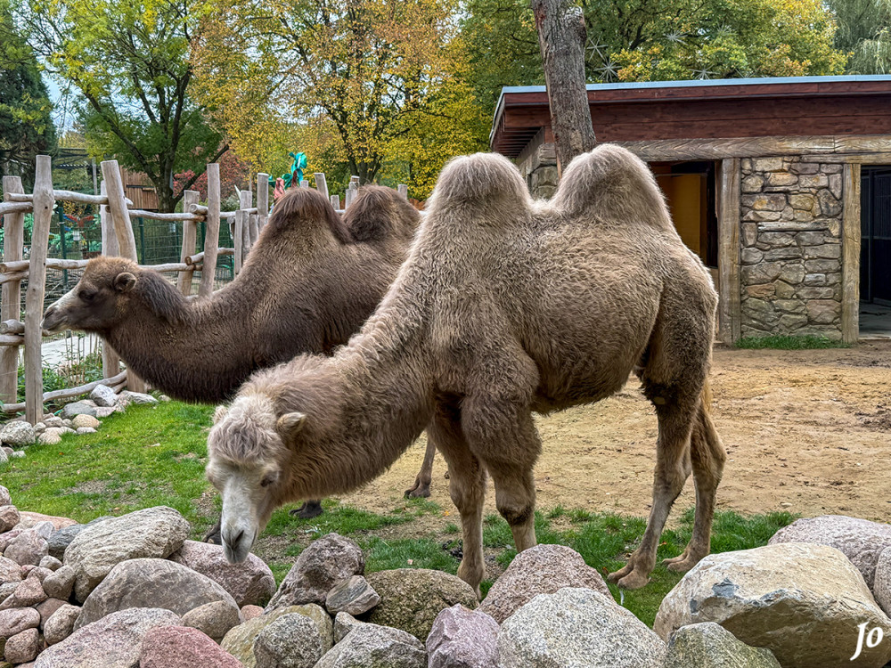 Trampeltiere
sind wahre Anpassungs- und Überlebenskünstler, die bestens an die kargen Bedingungen der Steppe in Vorder- und Zentralasien angepasst sind. So können ausgewachsene Trampeltiere bis zu 120 Liter Wasser innerhalb von nur zehn Minuten trinken. Ihr Körper ist so konzipiert, dass sie möglichst wenig Wasser verlieren. Ihre Nüstern verschließen sich aktiv, sodass bei der Atmung wenig Wasser verloren geht. Außerdem können sie Wasser unter anderem in ihren Vormagen speichern. lt. tiergarten-kleve
Schlüsselwörter: 2025