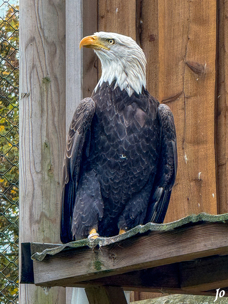 Weißkopfseeadler
(Haliaeetus leucocephalus) lebt monogam und beide Elternteile versorgen den Nachwuchs. Seine Merkmale sind der weiße Kopf, der helle gelbe Schnabel und seine kräftigen Krallen. Am liebsten hält er sich an Binnenseen auf, da er dort bis zu 50 % seiner Nahrung findet. Der Weißkopfseeadler scheut den Menschen und reagiert sehr sensibel auf Veränderungen, dadurch zieht er sich schnell aus Regionen mit menschlichem Eingriff zurück. Da dieser Vogel von Fischern, Jägern, und Bauern als Konkurrenz angesehen wurde, wurde der Weißkopfseeadler durch Bejagen und Vergiften in den 1960er Jahren beinahe ausgerottet. Durch staatlichen Schutz und Erhaltungszucht gilt er heute als nicht gefährdet.  lt. tiergarten-kleve
Schlüsselwörter: 2025