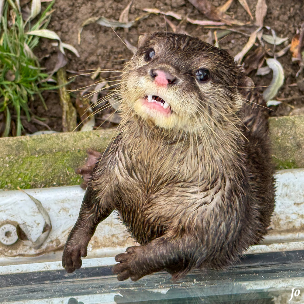 Asiatische Zwergotter
(Aonyx cinereus) zählt zu den Raubtieren und ist die kleinste Otterart der Welt. Beheimatet ist der Zwergotter im südostasiatischen Raum, im Uferbereich von Flüssen, Seen und Feuchtgebieten. Im Gegensatz zu anderen Otterarten hat er einzigartige Vorderpfoten aufgrund seiner fast vollständig zurückgebildeten Krallen und Schwimmhäute. Diese ermöglichen ihm eine hohe Fingerbeweglichkeit für die Nahrungssuche im Uferbereich und erinnern an die menschliche Hand. Durch die zunehmende Umweltverschmutzung und seiner Bejagung, gilt der Asiatische Zwergotter als gefährdete Art.  lt. tiergarten-kleve
Schlüsselwörter: 2025