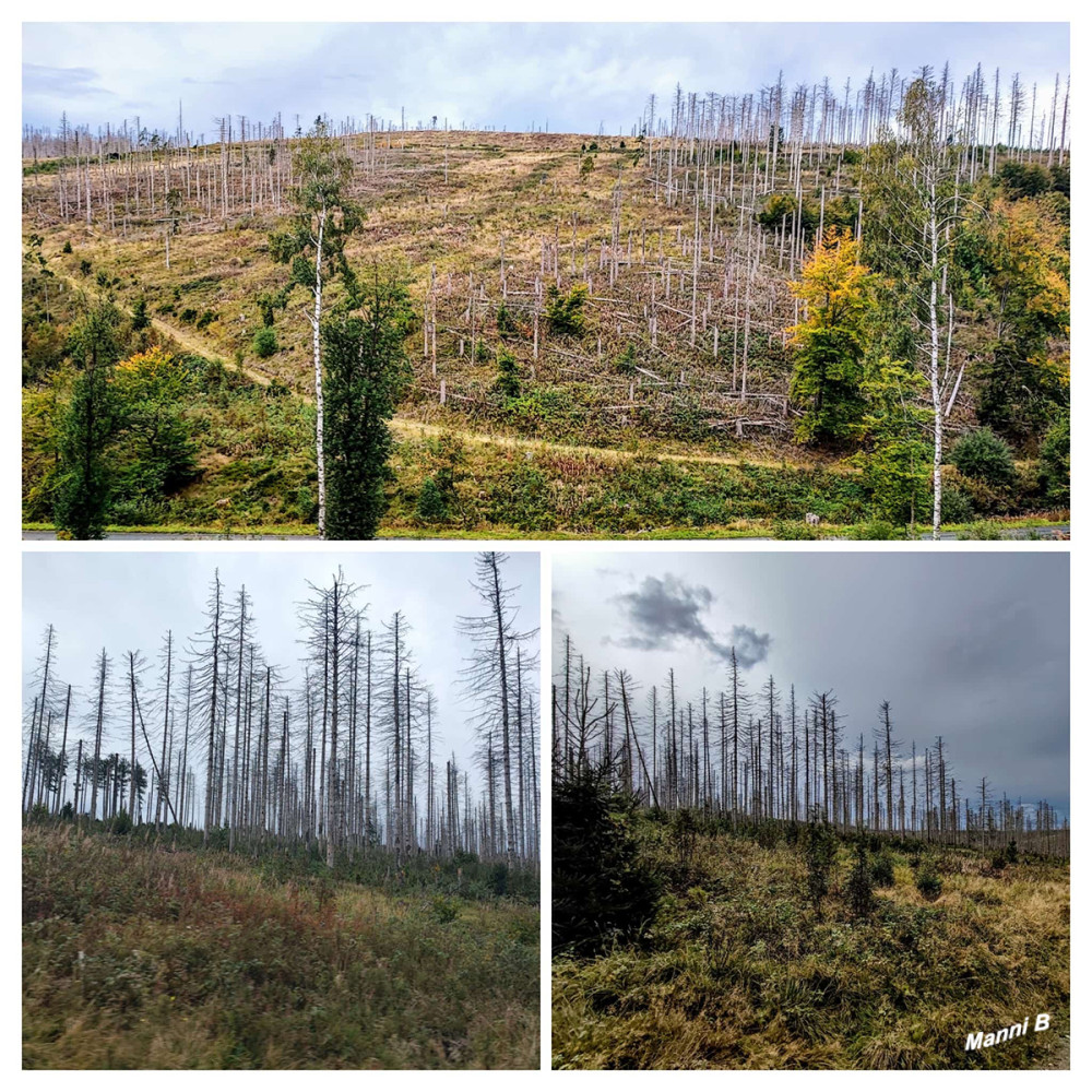Harz
Stellenweise sind die Fichten abgestorben
Schlüsselwörter: 2025