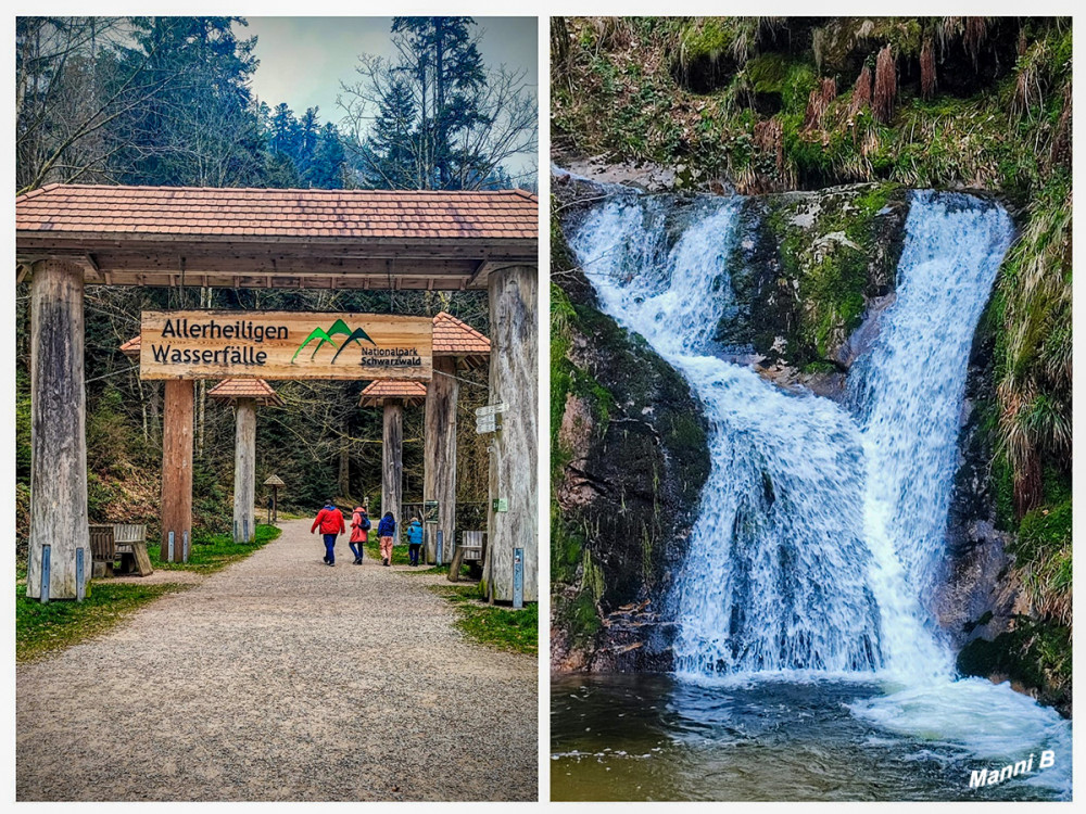 Allerheiligen Wasserfälle
Von der Klosterruine Allerheiligen aus wandern Sie durch urwüchsige Mischwälder und auf schmalen Felsenpfaden am größten, naturbelassenen Wasserfall des Nordschwarzwalds entlang. Der Grindenbach - der Oberlauf des Lierbachs - frisst sich hier in Allerheiligen durch den Prophyr und fällt insgesamt knapp 100 Meter in die Tiefe. Die steilen Wände der Schlucht leuchten tiefgrün vom feucht glänzenden Moos. lt.nationalpark-schwarzwald
Schlüsselwörter: 2026