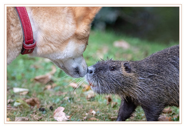 32 - Kontaktaufnahme
Ein ungewöhnlicher Schnappschuss
Schlüsselwörter: Nutria, Stadtgarten, Neuss, Hund