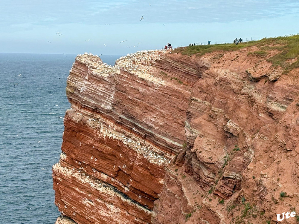 Lummenfelsen
Fünf Vogelarten brüten in Deutschland ausschließlich auf Helgoland. Neben der dem Felsen ihren Namen gebenden Trottellumme, sind dieses Basstölpel, Eissturmvogel, Dreizehenmöwe und Tordalk. Diese Arten lassen sich allesamt vom Klippenrandweg aus hervorragend beobachten und fotografieren.
Schlüsselwörter: 2025