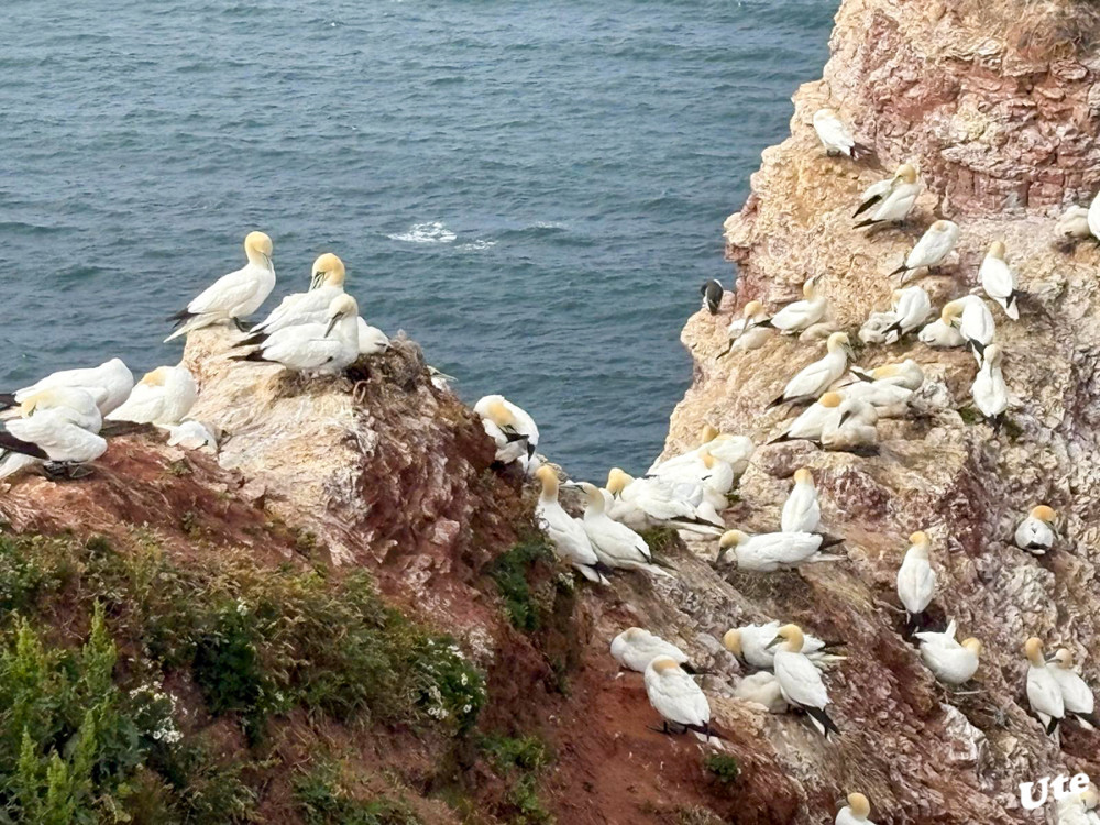 Lummenfelsen
Das Naturschutzgebiet Lummenfelsen der Insel Helgoland liegt am westlichen Felsrand von Helgoland in der Deutschen Bucht. Mit einer Fläche von etwa 1,1 Hektar ist es das kleinste Naturschutzgebiet Schleswig-Holsteins und eines der kleinsten Naturschutzgebiete Deutschlands. lt.Wikipedia
Schlüsselwörter: 2025