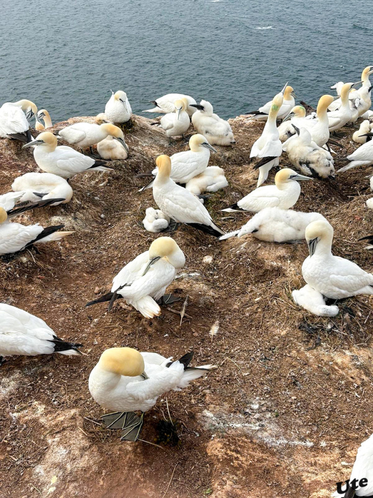 Lummenfelsen
Als Seevogelbrutfelsen ist das Gebiet für mehrere Arten u. a. für die namengebende Trottellumme, von herausragender Bedeutung. Es gilt als das Naturschutzgebiet mit der größten Brutvogeldichte in Deutschland. lt. Wikipedia
Schlüsselwörter: 2025