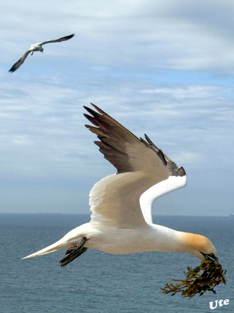 Basstölpel
ist ein gänsegroßer Meeresvogel aus der Familie der Tölpel. Innerhalb dieser Familie ist er die am weitesten im Norden brütende Art und die einzige, die auch in Europa brütet. Seit 1991 ist der Basstölpel auch Brutvogel auf Helgoland. lt.Wikipedia
Schlüsselwörter: 2025