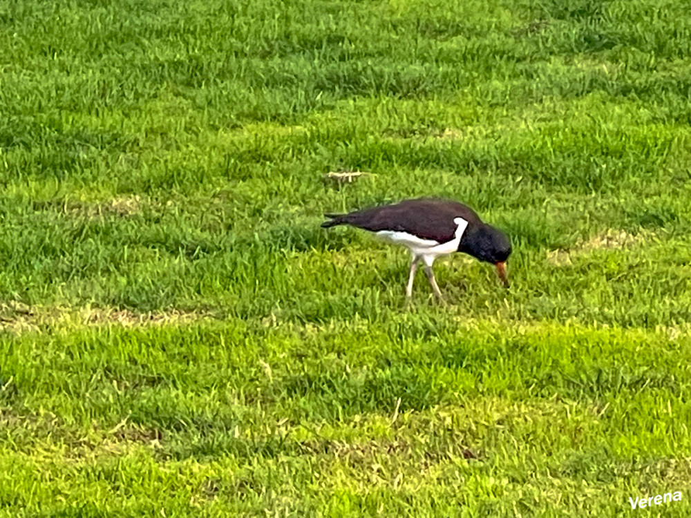 Austerfischer
Der Austernfischer ist eine Vogelart aus der Ordnung der Wat-, Möwen- und Alkenvögel und der Gattung der Austernfischer. Er gilt als einer der charakteristischsten Vögel der Nordseeküste. lt.Wikipedia
Schlüsselwörter: 2026