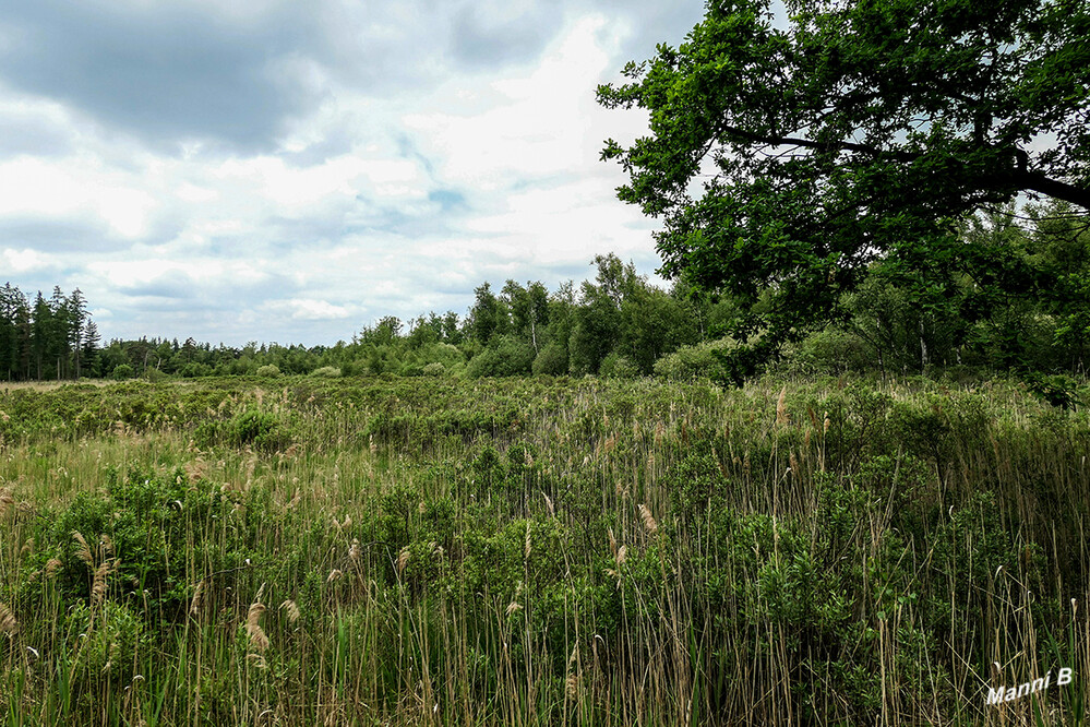 Radtour v. Brüggen in den Elmpter Bruch
Wacholderheide
