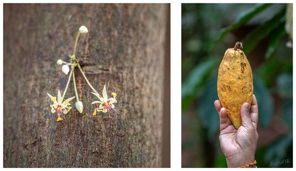 Kakaoblüte und Frucht
Die Stammblütigkeit (Kauliflorie) des Kakaobaums ist ebenso eine botanische Besonderheit wie die Tatsache, dass an ein und demselben Baum gleichzeitig Blüten, unreife und reife Früchte auftreten.
Schlüsselwörter: Sri Lanka,   