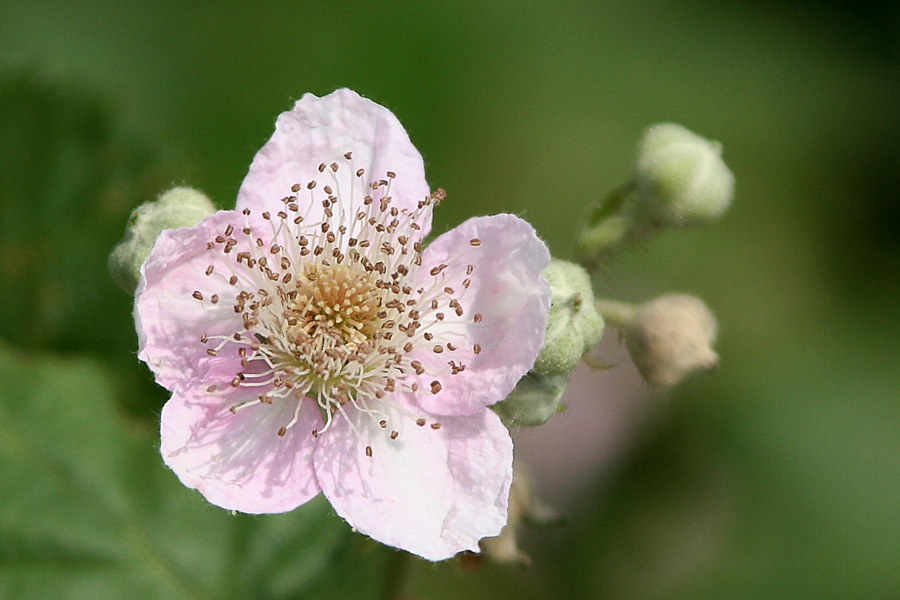 Pink
Schlüsselwörter: Blüte,