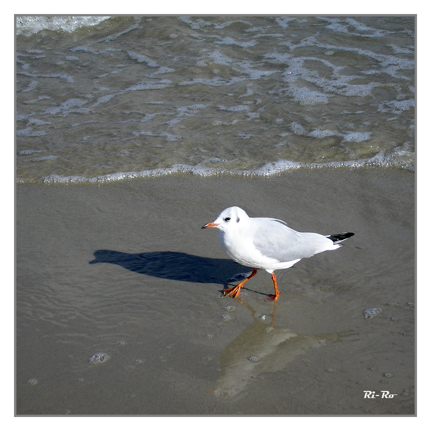 Urlaubsimpressionen
von guten Freunden

Ostsee
Schlüsselwörter: Ostsee