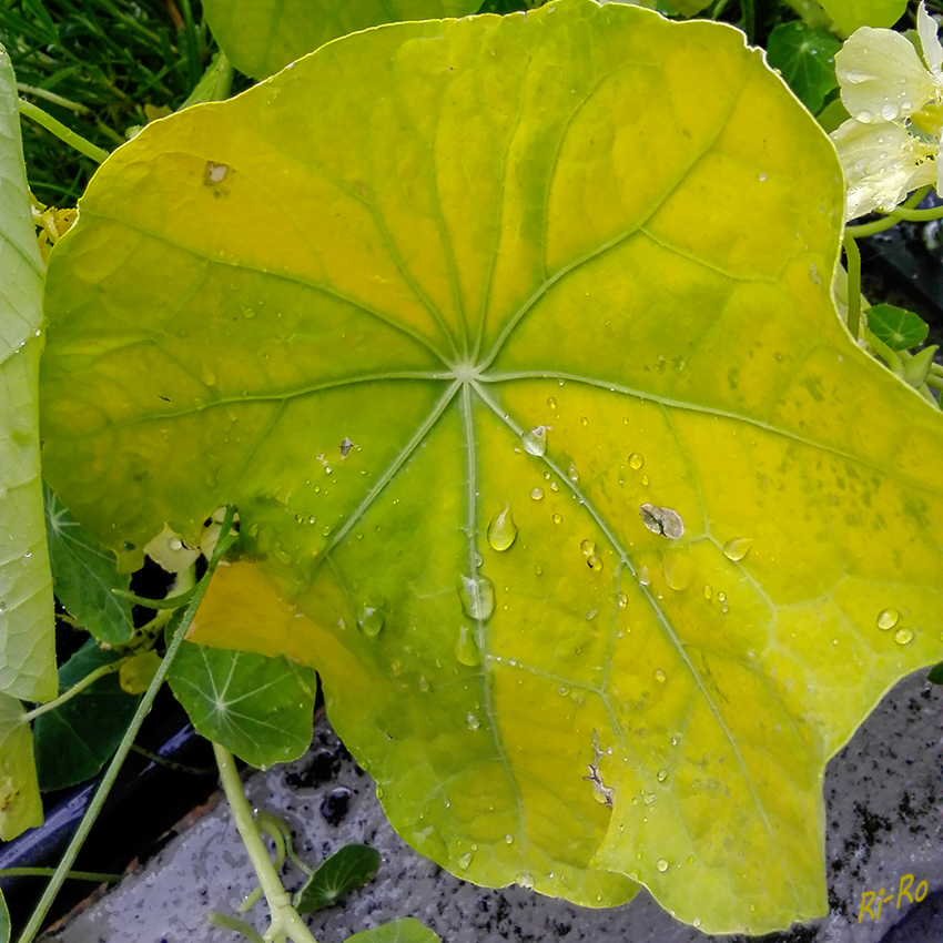 Tropfen auf dem Blatt
Endlich Regen
