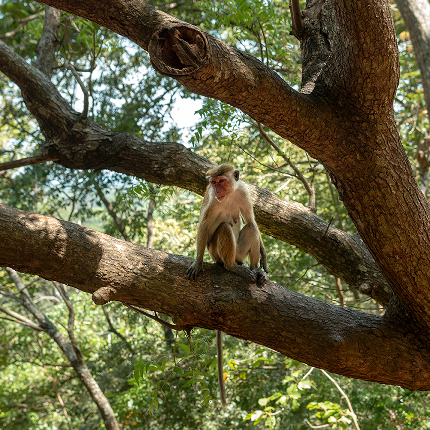 Sigiriya - Löwenfelsen
Affen findet man überall.
Schlüsselwörter: Sri Lanka,   Löwenfelsen,   Sigiriya