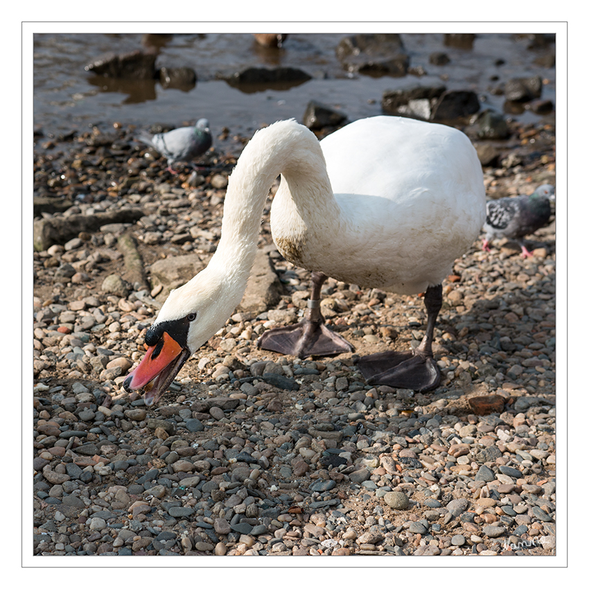 Weißer Schwan
Der Höckerschwan (Cygnus olor) ist eine Vogelart, die innerhalb der Entenvögel (Anatidae) zur Gattung der Schwäne (Cygnus) und zur Unterfamilie der Gänse (Anserinae) gehört. Als halbdomestizierter Vogel ist er heute in weiten Bereichen Mitteleuropas beheimatet. laut Wikipedia
Schlüsselwörter: Schwan,