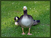 Dateiname=006-ba-r-k-P1060075.jpg
Dateigröße=1126KB
Abmessungen: 1200x915
hinzugefügt am: 15. Juni 2021 006-ba-r-k-P1060075.jpg