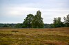 Dateiname=02_Schoenes_Muensterland-_Heidelandschaft_Westrup_Perla.jpg
Dateigröße=875KB
Abmessungen: 1200x795
hinzugefügt am: 26. August 2023 02_Schoenes_Muensterland-_Heidelandschaft_Westrup_Perla.jpg