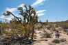Dateiname=03_Joshua_Tree_Marianne_01.jpg
Dateigröße=647KB
Abmessungen: 850x567
hinzugefügt am: 29. September 2015 03_Joshua_Tree_Marianne_01.jpg