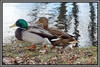 Dateiname=04-ba-r-k-P1010384.jpg
Dateigröße=943KB
Abmessungen: 1200x807
hinzugefügt am: 17. März 2021 04-ba-r-k-P1010384.jpg